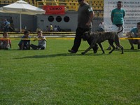CACIB POSUŠJE 24. i 25.08.2013 - RAZNO Thumbnail image for Datoteke/galerija/1149054_589717397733107_1034993632_n.jpg