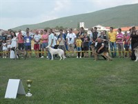 CACIB POSUŠJE 24. i 25.08.2013 - RAZNO Thumbnail image for Datoteke/galerija/1231467_589711907733656_2018519329_n.jpg